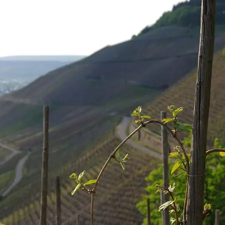 Weingut Weich-2