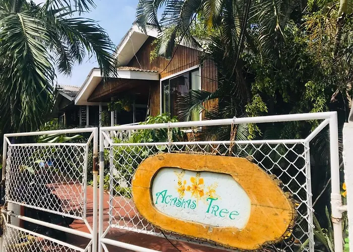 Villa acacias tree San Andrés