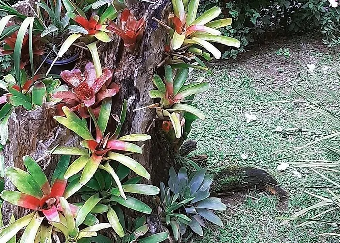 Casa Do Lenhador